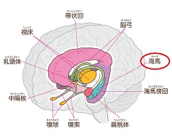 海馬