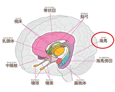 海馬の図