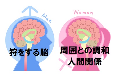 男女の脳の違い