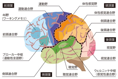 脳の解剖